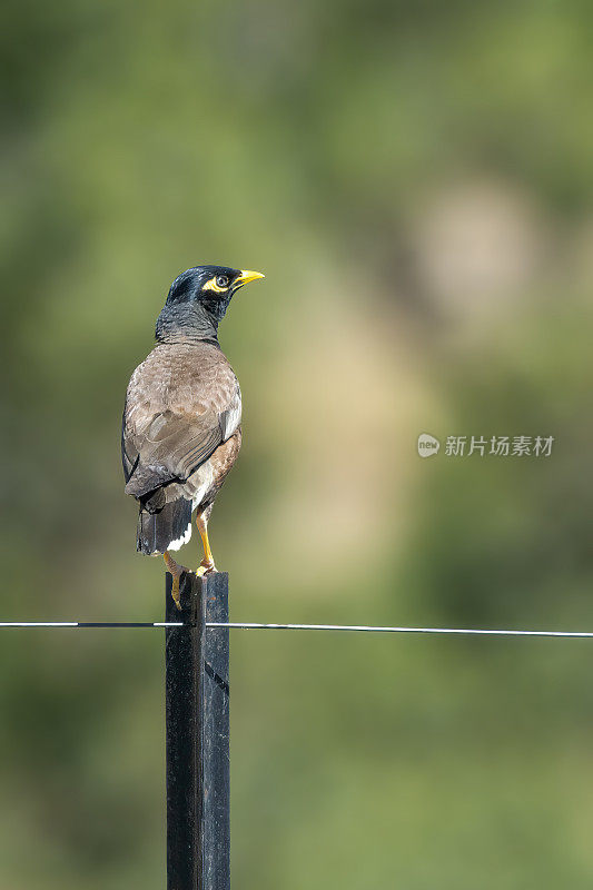 印度米娜鸟（Acridotheres tristis）